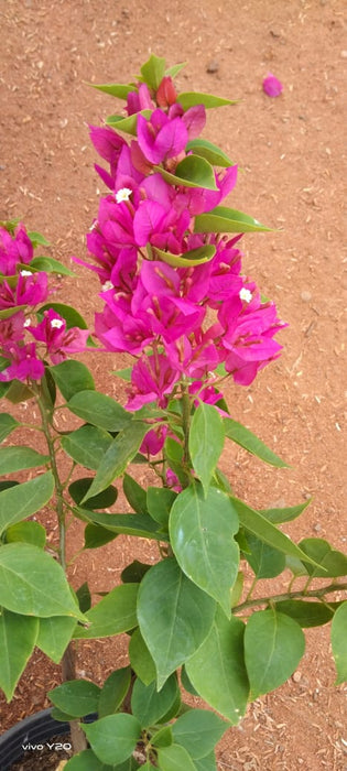 Bougainvillea Torch Glow- Flowering Shrubs