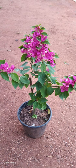 Bougainvillea Torch Glow- Flowering Shrubs