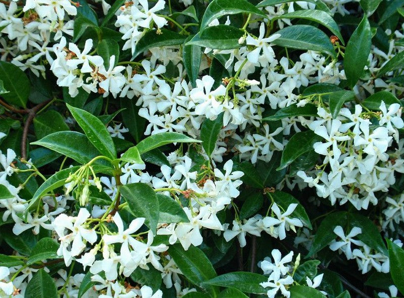 Trachelospermum jasminoides - Creepers & Climber