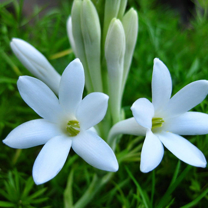 Tuberose/Mexican Tuberose - Flowering Plants