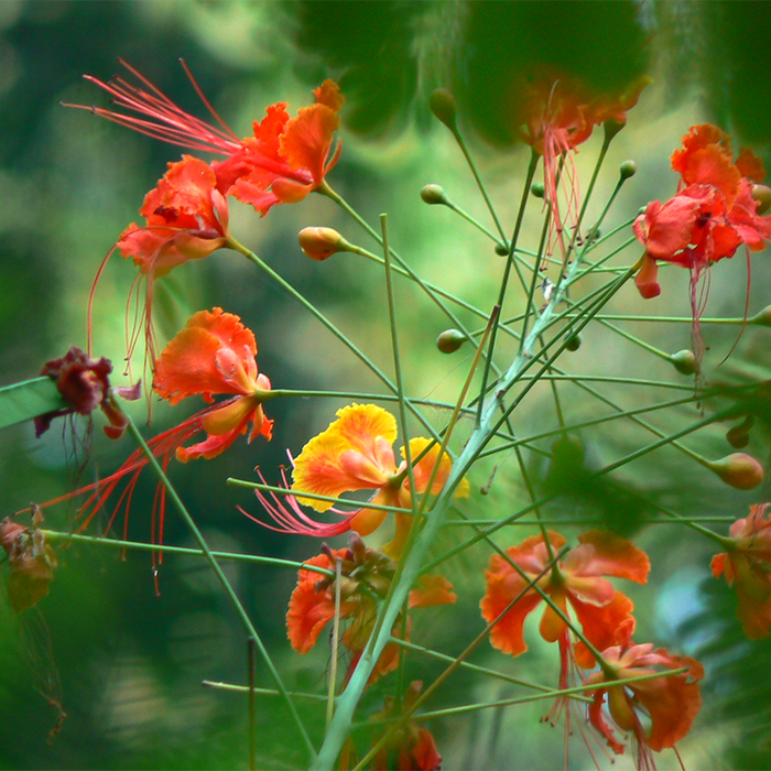 Caesalpinia/Shankasur Red - Flowering Shrubs