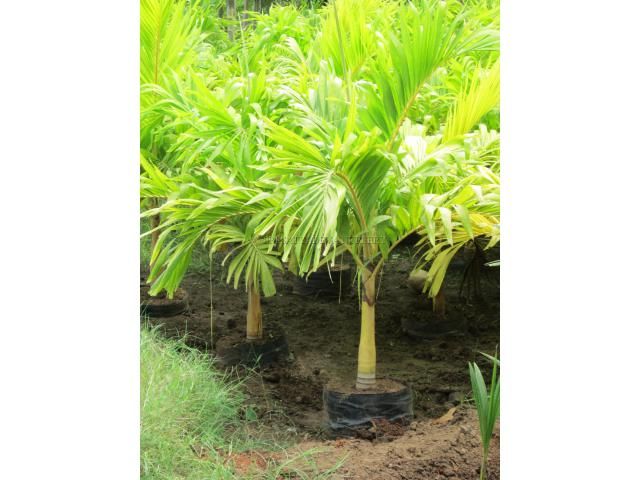 Veitchia Merreilii Golden - Palms