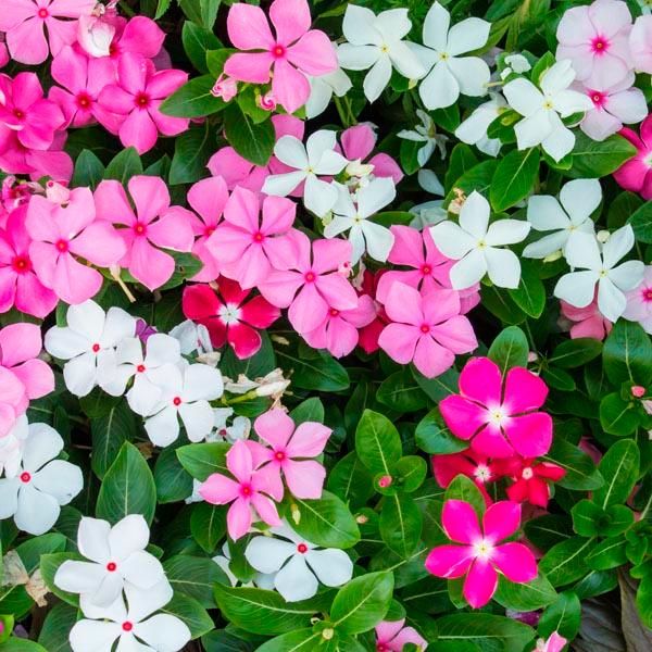 Buy Beautiful Vinca Flowers - Catharanthus Roseus Plant for Sale