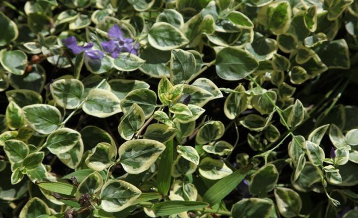 Variegated Periwinkle (Vinca minor variegated) - Add Color to Your Garden with this Beautiful and Low Maintenance Plant