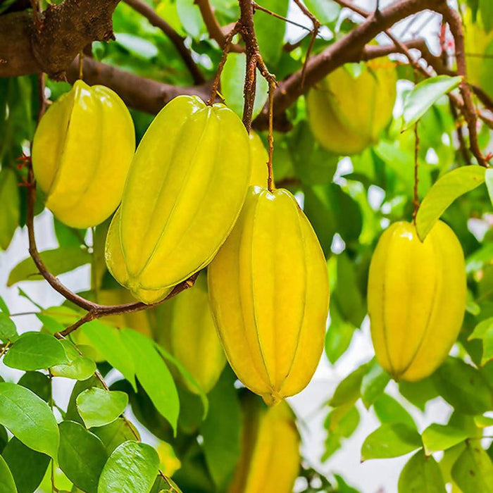 Sweet Star Fruit (Grafted)- Fruit Plants & Tree