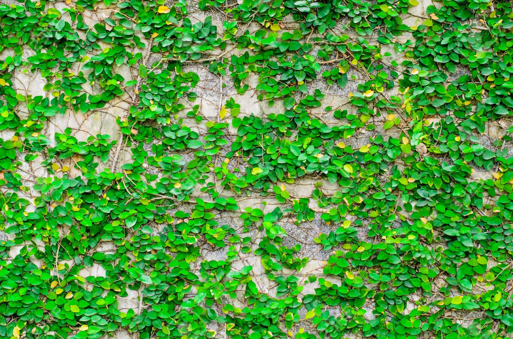 Wall Creeper/Ficus pumila - Creepers & Climbers