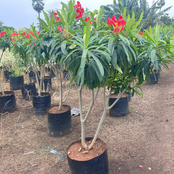 Wax Begonia Plants For Sale