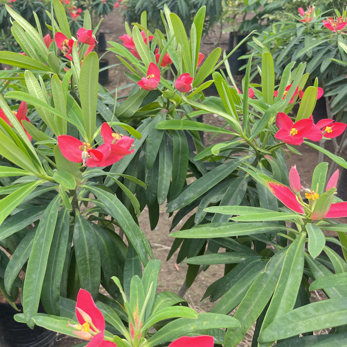 Wax Begonia Plants For Sale