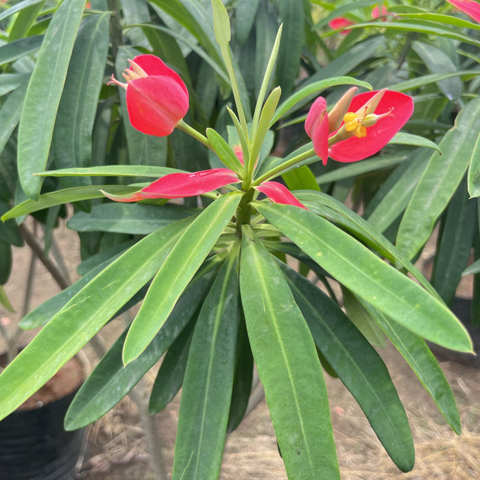 Wax Begonia Plants For Sale