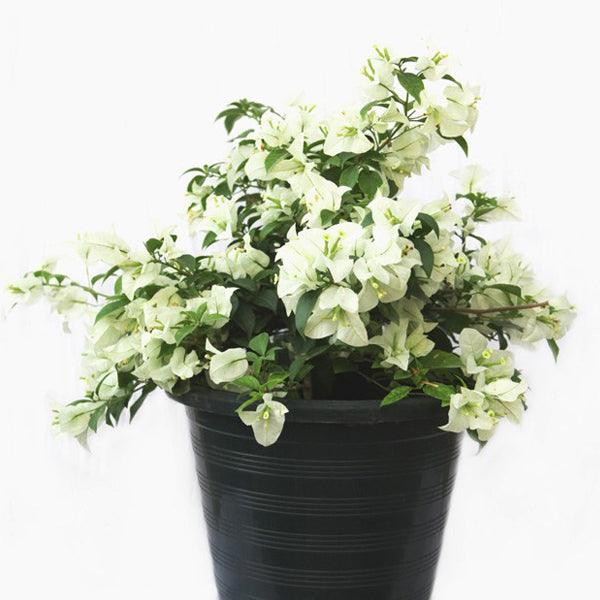 Buy a Majestic White Bougainvillea Spectabilis Live Plant - Enhance Your Garden Today!