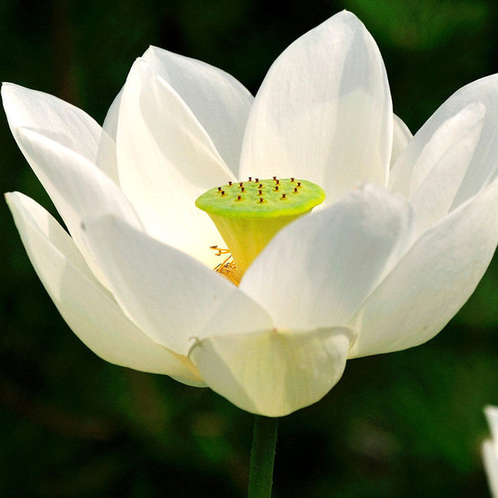 Lotus White - Aquatic Plants