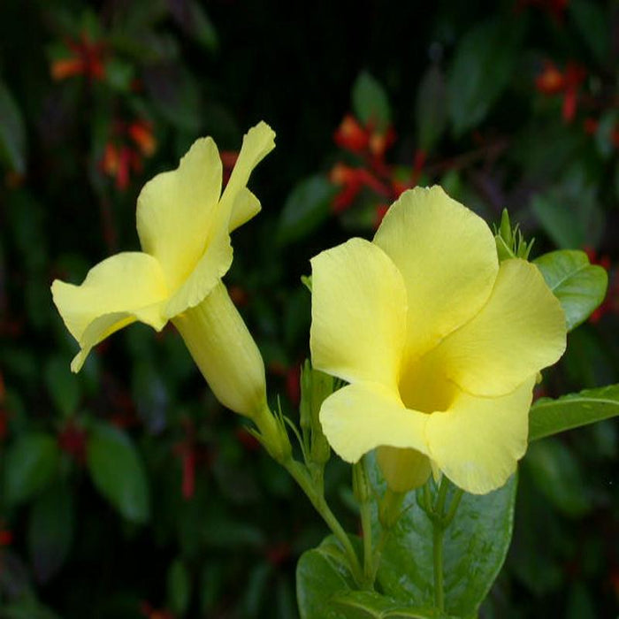 Allamanda Yellow/Wild Allamanda - Creepers & Climbers