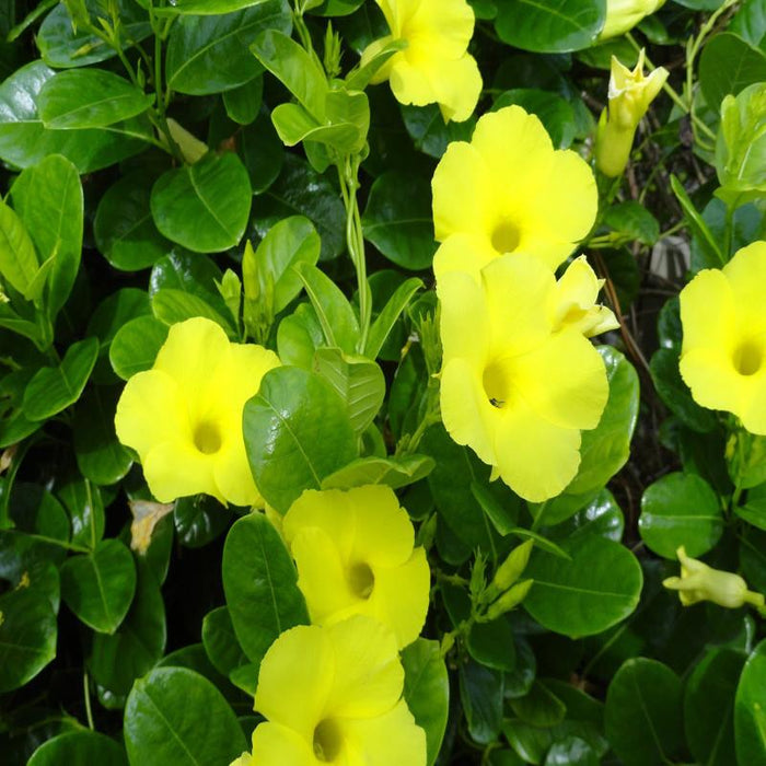 Allamanda Yellow/Wild Allamanda - Creepers & Climbers