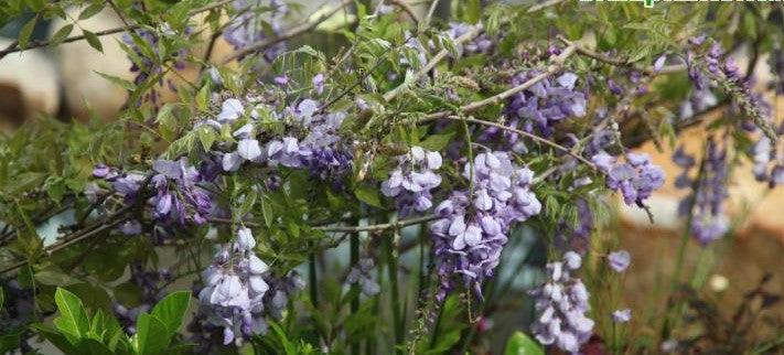 Buy Beautiful Wisteria chinensis Plant - Add Graceful Charm to Your Garden Today!