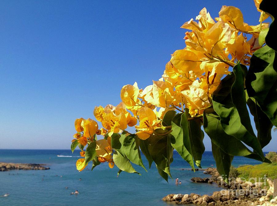 Bougainvillea light orange - Flowering shrubs